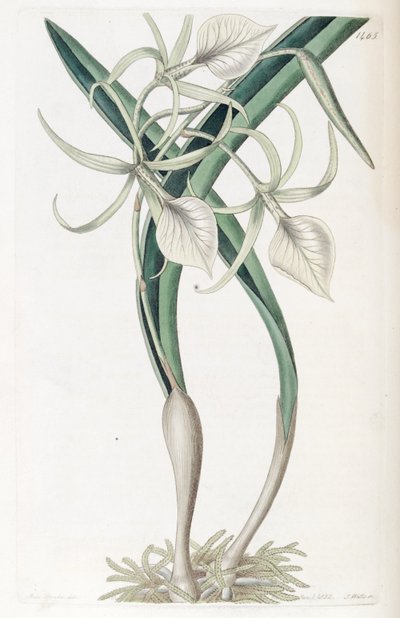 Brassavola nodosa - Miss Drake